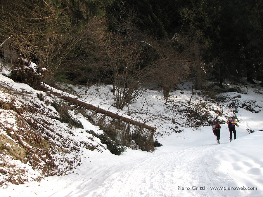 02 Camminiamo bene sulla neve battuta.jpg - 02 Pini crollati sotto il peso della neve